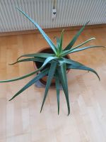 Aloe Vera Pflanze Bayern - Sulzbach-Rosenberg Vorschau