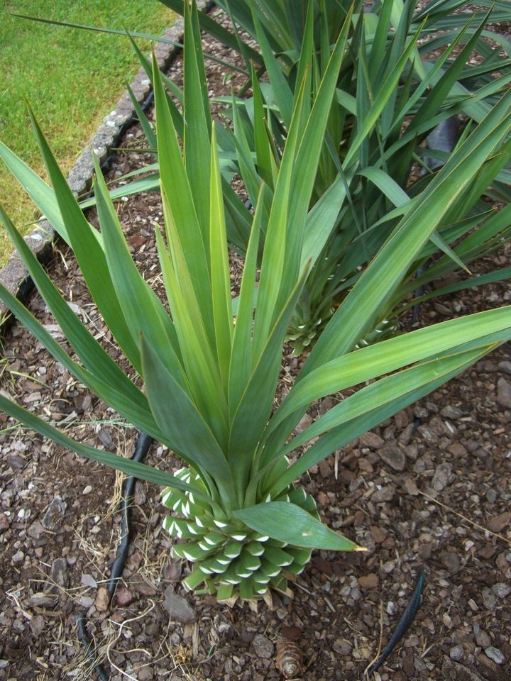 Aussen-Yucca Palme+++neue Bilder in Filderstadt