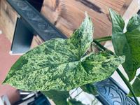 Ableger Syngonium (Arrowhead) Mottled Zimmerpflanze Nordrhein-Westfalen - Willich Vorschau