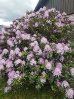 Rhododendron 3,50 m durchmesser Nordrhein-Westfalen - Brakel Vorschau