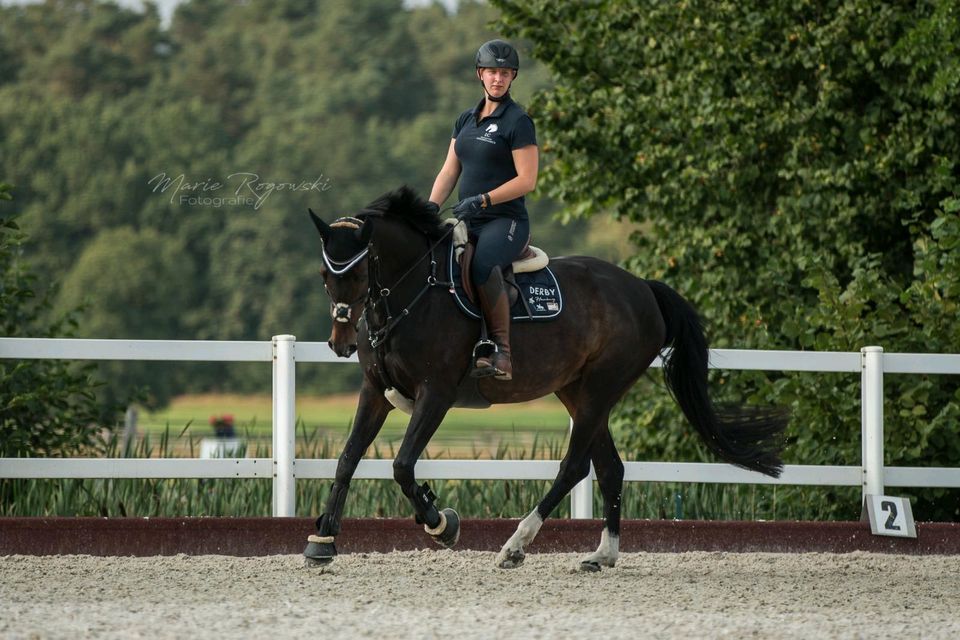 Hannoverstute Zuchtstute Beisteller (Balou du Rouet x Werther) in Wriedel