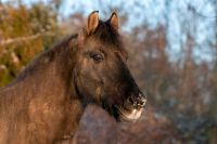 Pferd sucht Reiter RB Brandenburg - Mahlow Vorschau