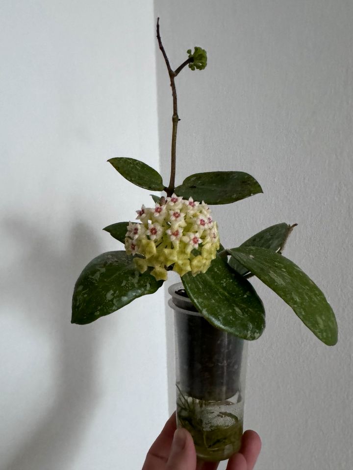 Hoya parasitica Lao in München