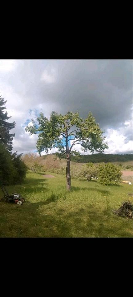 Zu verkaufen Freizeitgrundstück Gartengrundstück in Gellmersbach in Eberstadt