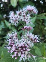 Wasserdost GartenTeichBepflanzung InsektenStaude hoch pink Brandenburg - Teltow Vorschau