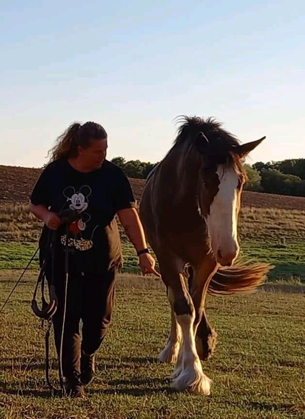 Shire Horse Wallach in Selmsdorf