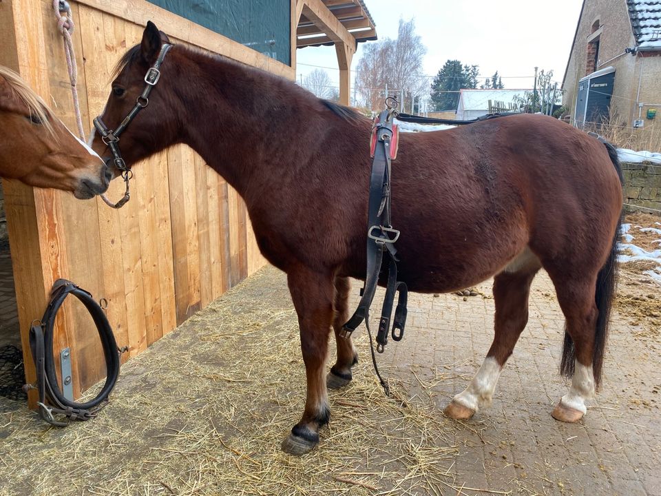 Kummet Geschirr 2 spänner VB Reitpony cob in Pölzig