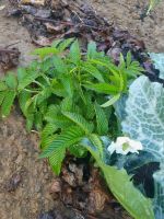 Erdbeerhimbeere Rubus illecebrosus Erdbeer-Himbeere Japan Hessen - Liebenau Vorschau