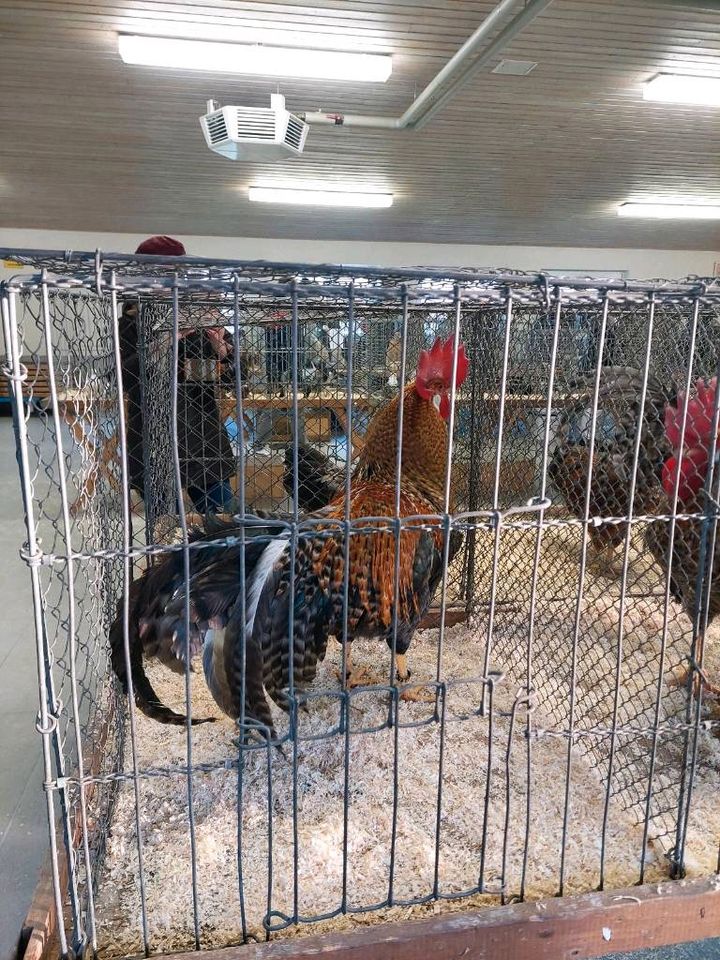Hühner verschiedene Rassen in Weikersheim