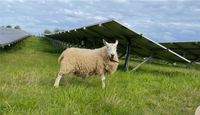 Cheviot, Schafbock, Zucht, Schaf Rheinland-Pfalz - Bottenbach Vorschau