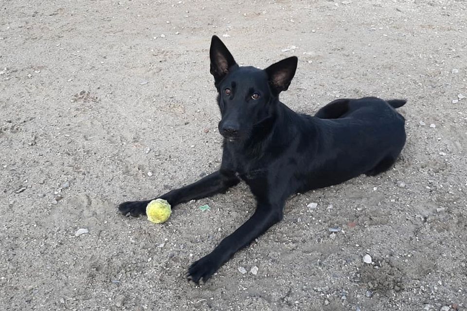 Schäferhund Alani – Lady in Black sucht dringend ein Zuhause! in Achern