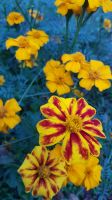 Tagetes Studentenblume Samen, 25 Stk Nordrhein-Westfalen - Telgte Vorschau