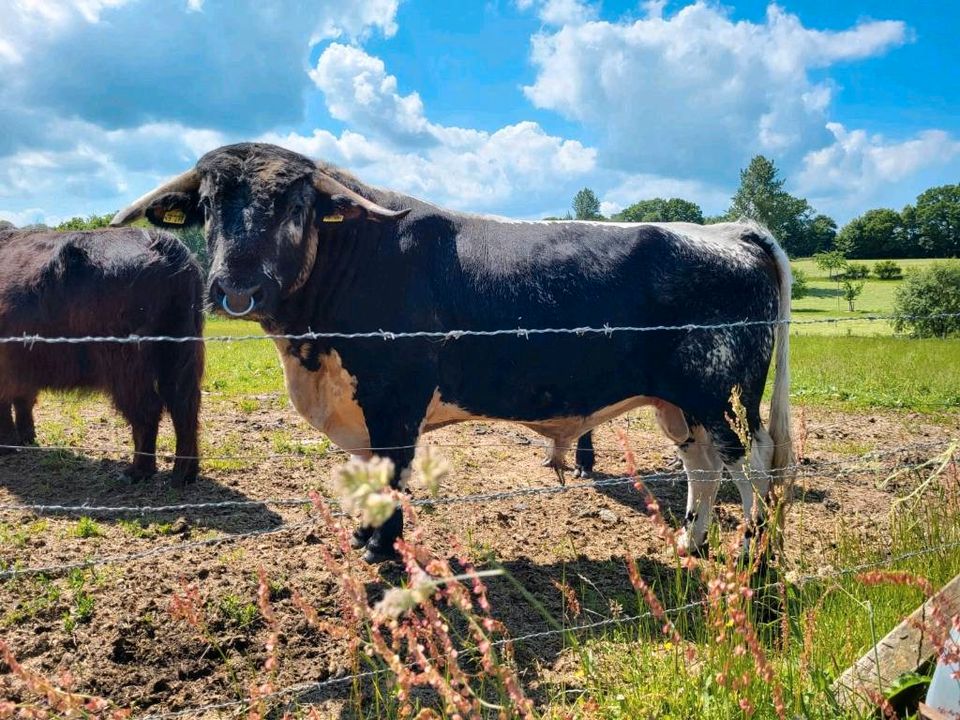 E.Longhorn / Cattle Bulle in Wangels