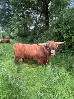 Highland Cattle Deckbulle kein Rind,Kuh Nordrhein-Westfalen - Laer Vorschau