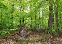 Waldgrundstück/forstwirtschaftliche Fläche gesucht Niedersachsen - Hagen im Bremischen Vorschau