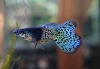 Guppy Blue Metal Lace Hessen - Wetter (Hessen) Vorschau