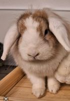 Kaninchen suchen artgerechtes zu Hause Nordrhein-Westfalen - Hemer Vorschau