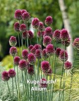 *Allium, Kugellauch, viele Zwiebeln in großen Töpfen* Niedersachsen - Elsfleth Vorschau