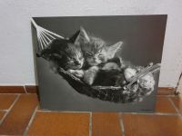 Katzenbild auf Holz 50cm x 40cm Baden-Württemberg - Teningen Vorschau