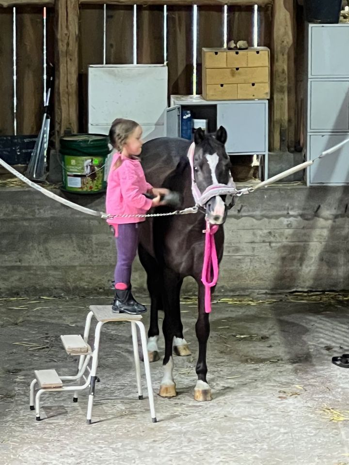 Tolles Kinderpony Dt Reitpony in Iserlohn