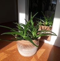 Aloe Vera Pflanze Sukkulente groß grün Zimmerpflanze Tausch VB Baden-Württemberg - Weil im Schönbuch Vorschau