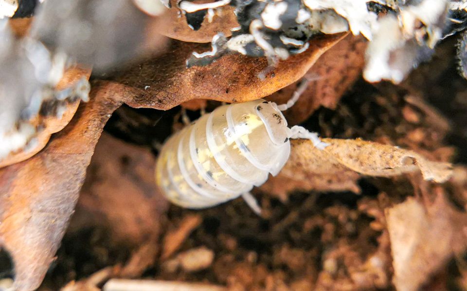 Armadillidium vulgare Magic Potion Asseln in Schotten