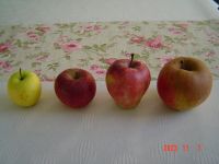 Lieferung Äpfel Boskoop Mix gelb/rot ohne Spritze/BIOnorm zu Dir Nürnberg (Mittelfr) - Mitte Vorschau