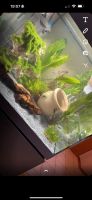 50 L Aquarium inkl. Zubehör und Schrank Baden-Württemberg - Waldbronn Vorschau