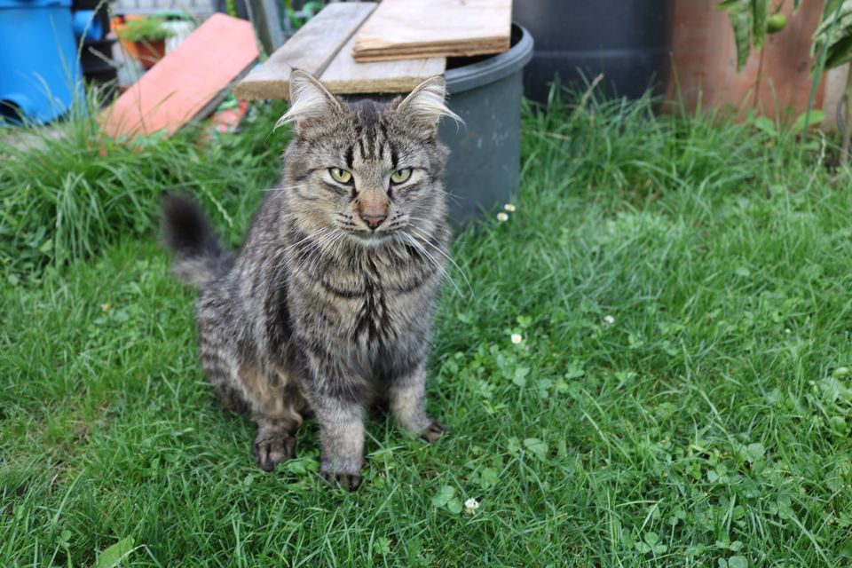 Kater Vermisst in Kirchheim am Neckar