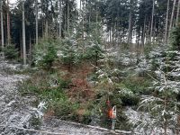 Jungwuchspflege Jungbestandspflege Jungdurchforstung Pflege Wald Sachsen - Rodewisch Vorschau