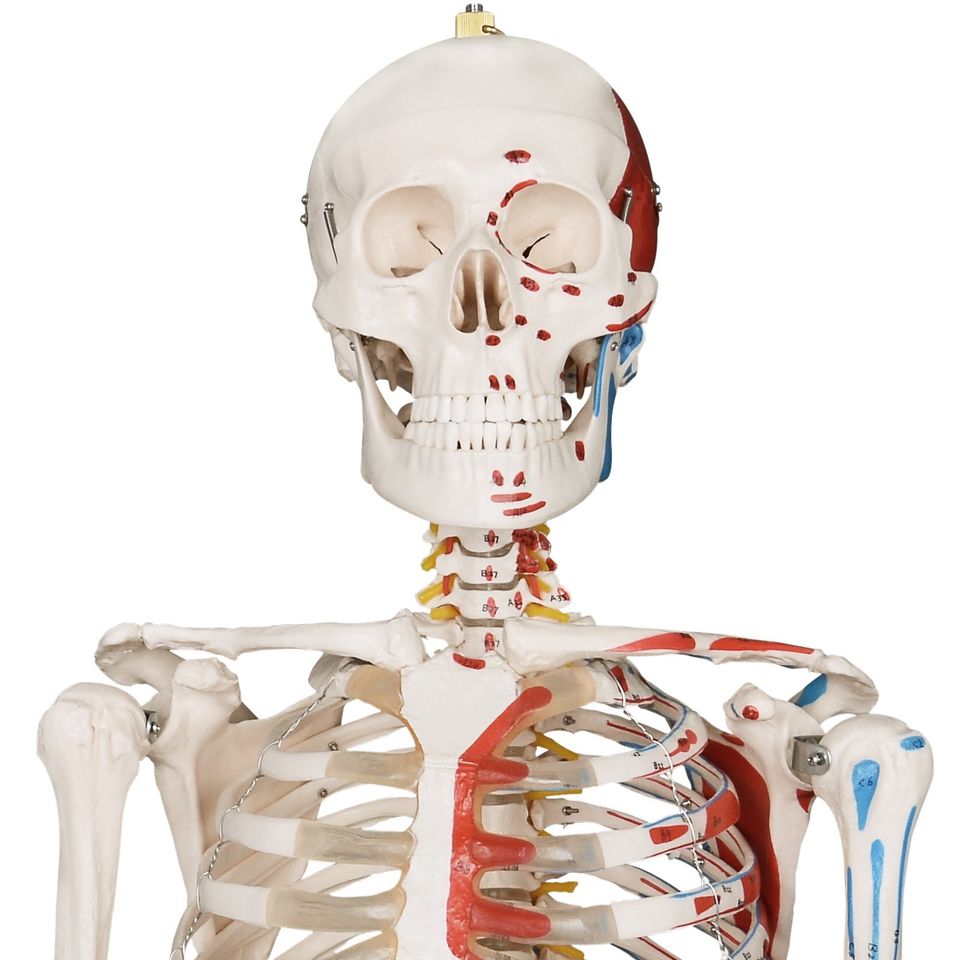 Menschliches Anatomie Skelett in Hainburg