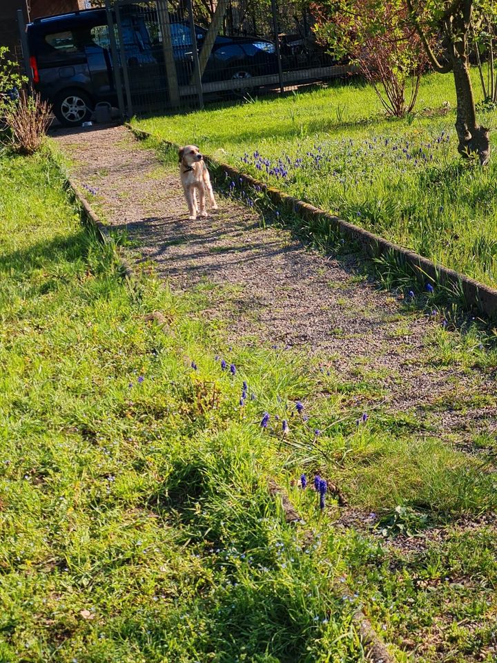 Hundewiese eingezäunt in Steinach Baden