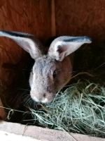 Kaninchen, Rammler Thüringen - Heßles Vorschau