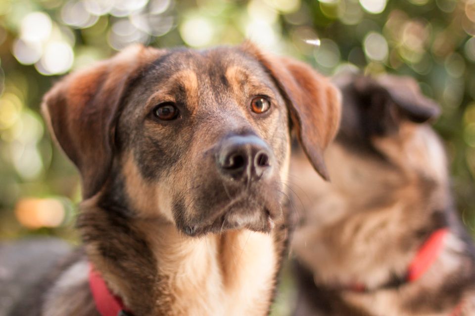 Mostie, Mix, männlich, 4,2 Jahre, Tierhilfe Franken e.V. in Lauf a.d. Pegnitz