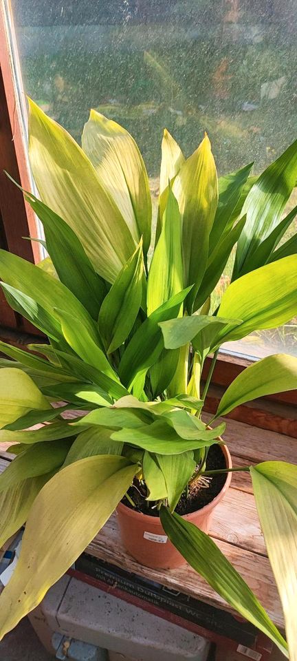 Aspidistra elatior (Schusterpalme) Zimmerpflanze versch. Größen in Karlsbad