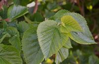 Maulbeerblätter naturbelassen Leipzig - Paunsdorf Vorschau