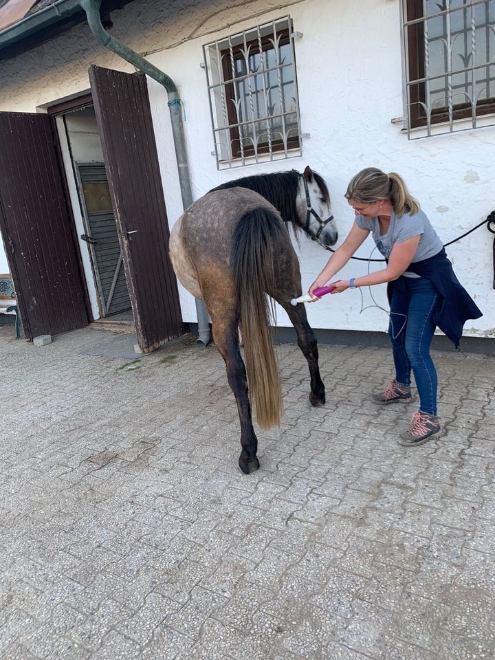 Tierphysio Simone Desalm in Nürnberg (Mittelfr)