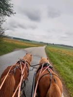 Fahrbeteiligung Shettys (Reitbeteiligung) Freizeit Hobby Baden-Württemberg - Bad Wurzach Vorschau