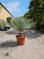 Yucca Rostrata "Blue Swan" Blaue Palmlilie Nordrhein-Westfalen - Oer-Erkenschwick Vorschau