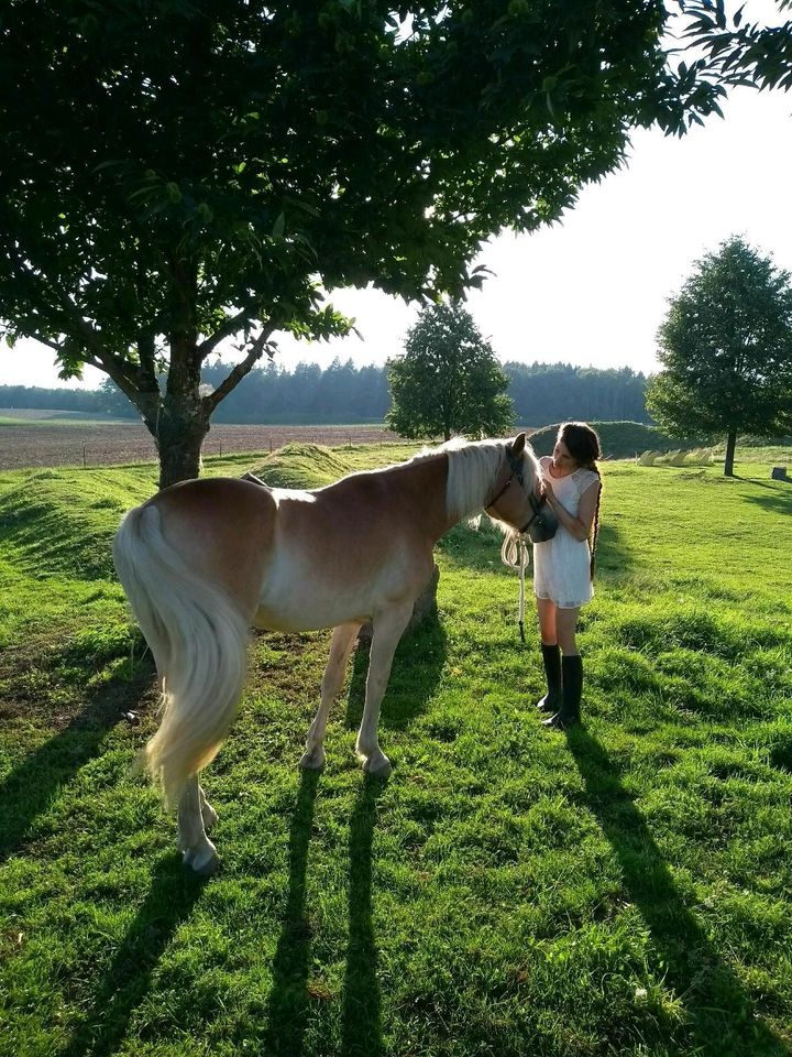 Haflinger Wallach in Wald