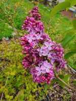 Ableger vom Flieder, Syringa vulgaris Rheinland-Pfalz - Boppard Vorschau