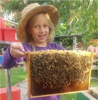 Bienenvölker mit F1-Königin 23, Zucht Le Claire (wie Pia Aumeier) Nordrhein-Westfalen - Soest Vorschau
