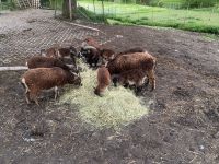 Soay Schaf Herde zu verkaufen Baden-Württemberg - Fronreute Vorschau