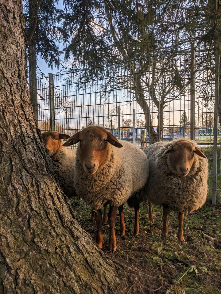 SUCHE Grünflächen Weideflächen in Rostock