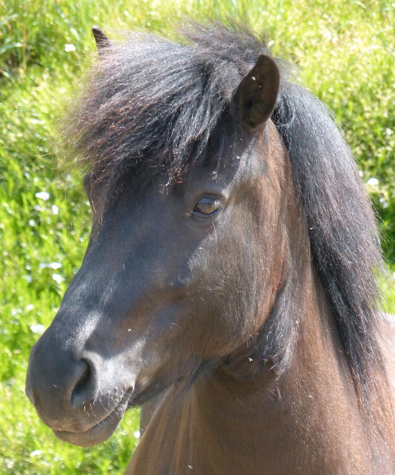 Isländer, Islandpferd, Isi, Rappe in Markt Wald