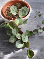 Senecio mikanioides sommerefeu Ableger Stecklinge Nordrhein-Westfalen - Rhede Vorschau