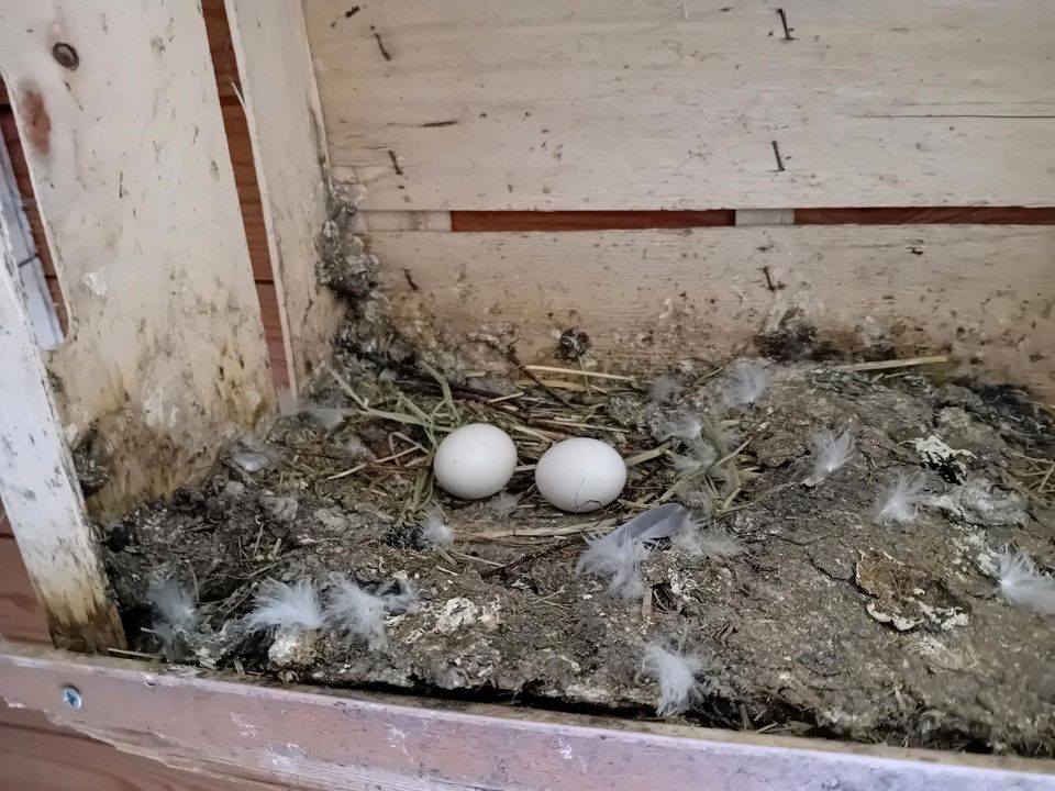 Es gibt 20 VögelWer alle kauft, bekommt sie für 60Euro in Emden