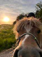 Nur noch 1.Platzerl  Frei! Reitbeteiligung, Pferd sucht Reiter Bayern - Kipfenberg Vorschau