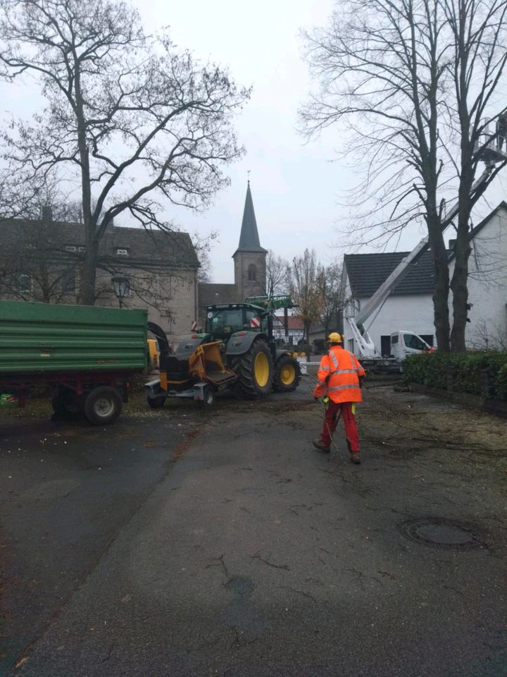 Baumfällung Baumpflege Hecken schneiden  Obstbaumpflege in Steinheim