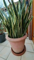 Sanseveria Essen - Essen-Borbeck Vorschau